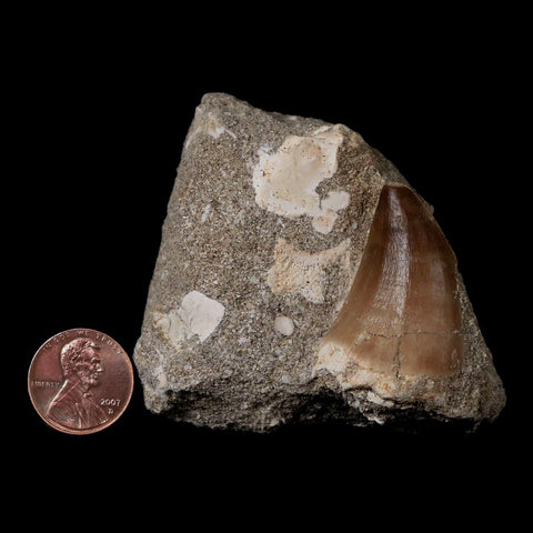1.6" Mosasaur Prognathodon Fossil Tooth In Matrix Cretaceous Dinosaur Era COA - Fossil Age Minerals