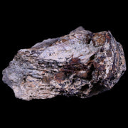 2.5" Tyrannosaurus Rex Fossil Bone Section Dinosaur Lance Creek FM Wyoming COA