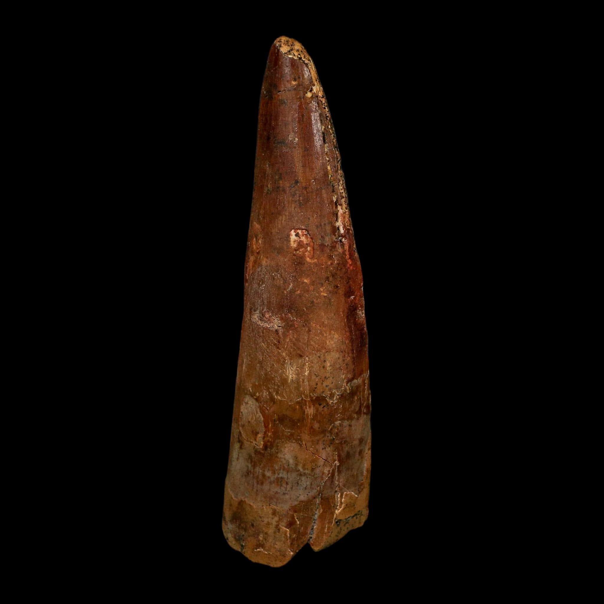 XL 3.3" Spinosaurus Fossil Tooth 100 Million Years Old Cretaceous Dinosaur COA