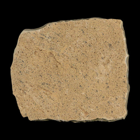 0.7" Fossil Crane Fly Insect Green River FM Uintah County Utah Eocene Age - Fossil Age Minerals