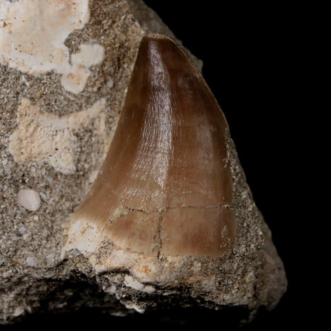 1.6" Mosasaur Prognathodon Fossil Tooth In Matrix Cretaceous Dinosaur Era COA - Fossil Age Minerals