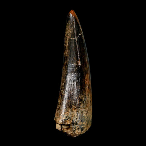 2.8" Tyrannosaurus Rex Fossil Tooth Lance Creek Cretaceous Dinosaur Wyoming COA - Fossil Age Minerals