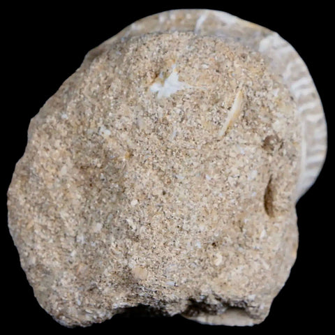 52MM Otodus Obliquus Shark Vertebrae Fossil Bone In Matrix Morocco COA - Fossil Age Minerals