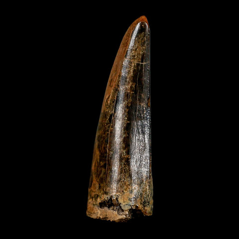 2.8" Tyrannosaurus Rex Fossil Tooth Lance Creek Cretaceous Dinosaur Wyoming COA - Fossil Age Minerals