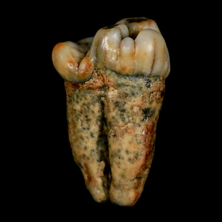 1.1" Extinct Cave Bear Ursus Spelaeus Pre-Molar Tooth Rooted Pleistocene Age COA