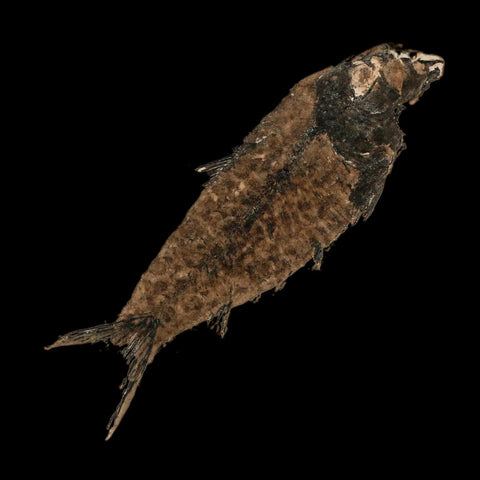 3.6" Knightia Eocaena Fossil Fish Green River FM Wyoming Eocene Age COA & Stand