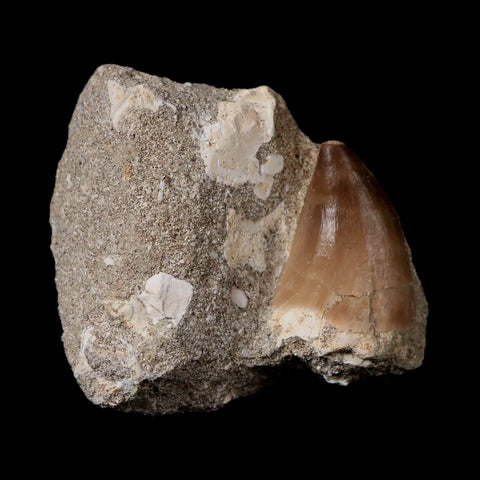 1.6" Mosasaur Prognathodon Fossil Tooth In Matrix Cretaceous Dinosaur Era COA - Fossil Age Minerals