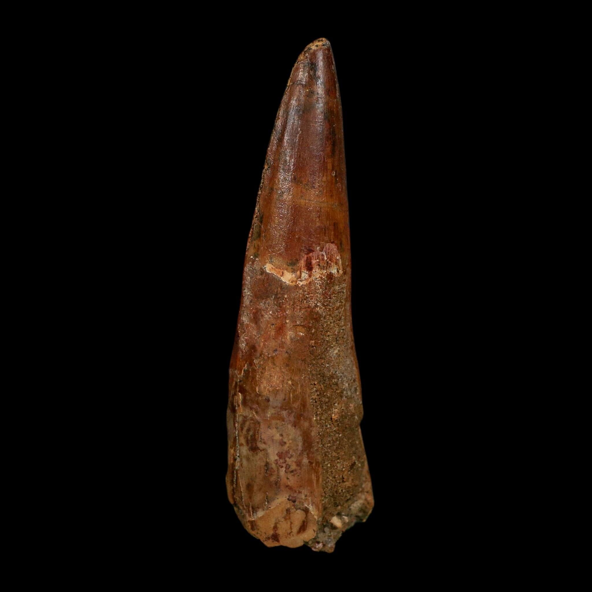 XL 3.3" Spinosaurus Fossil Tooth 100 Million Years Old Cretaceous Dinosaur COA