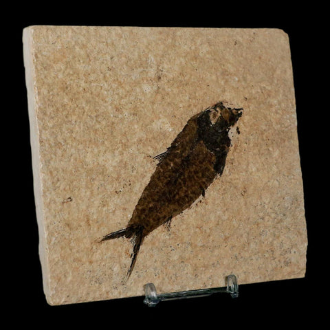 3.6" Knightia Eocaena Fossil Fish Green River FM Wyoming Eocene Age COA & Stand