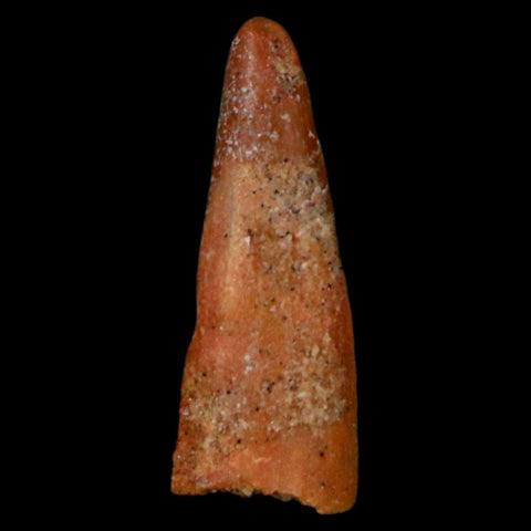 0.9" Pterosaur Coloborhynchus Fossil Tooth Upper Cretaceous Morocco COA, Display - Fossil Age Minerals