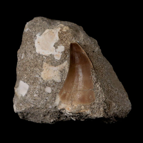 1.6" Mosasaur Prognathodon Fossil Tooth In Matrix Cretaceous Dinosaur Era COA - Fossil Age Minerals
