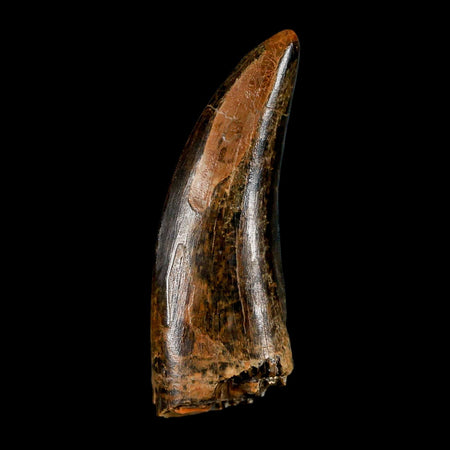 2.8" Tyrannosaurus Rex Fossil Tooth Lance Creek Cretaceous Dinosaur Wyoming COA