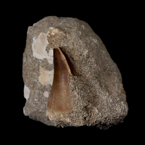1.6" Mosasaur Prognathodon Fossil Tooth In Matrix Cretaceous Dinosaur Era COA - Fossil Age Minerals