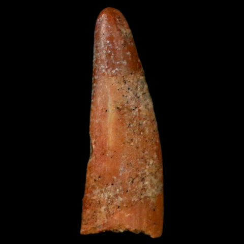 0.9" Pterosaur Coloborhynchus Fossil Tooth Upper Cretaceous Morocco COA, Display - Fossil Age Minerals
