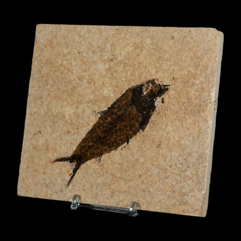 3.6" Knightia Eocaena Fossil Fish Green River FM Wyoming Eocene Age COA & Stand