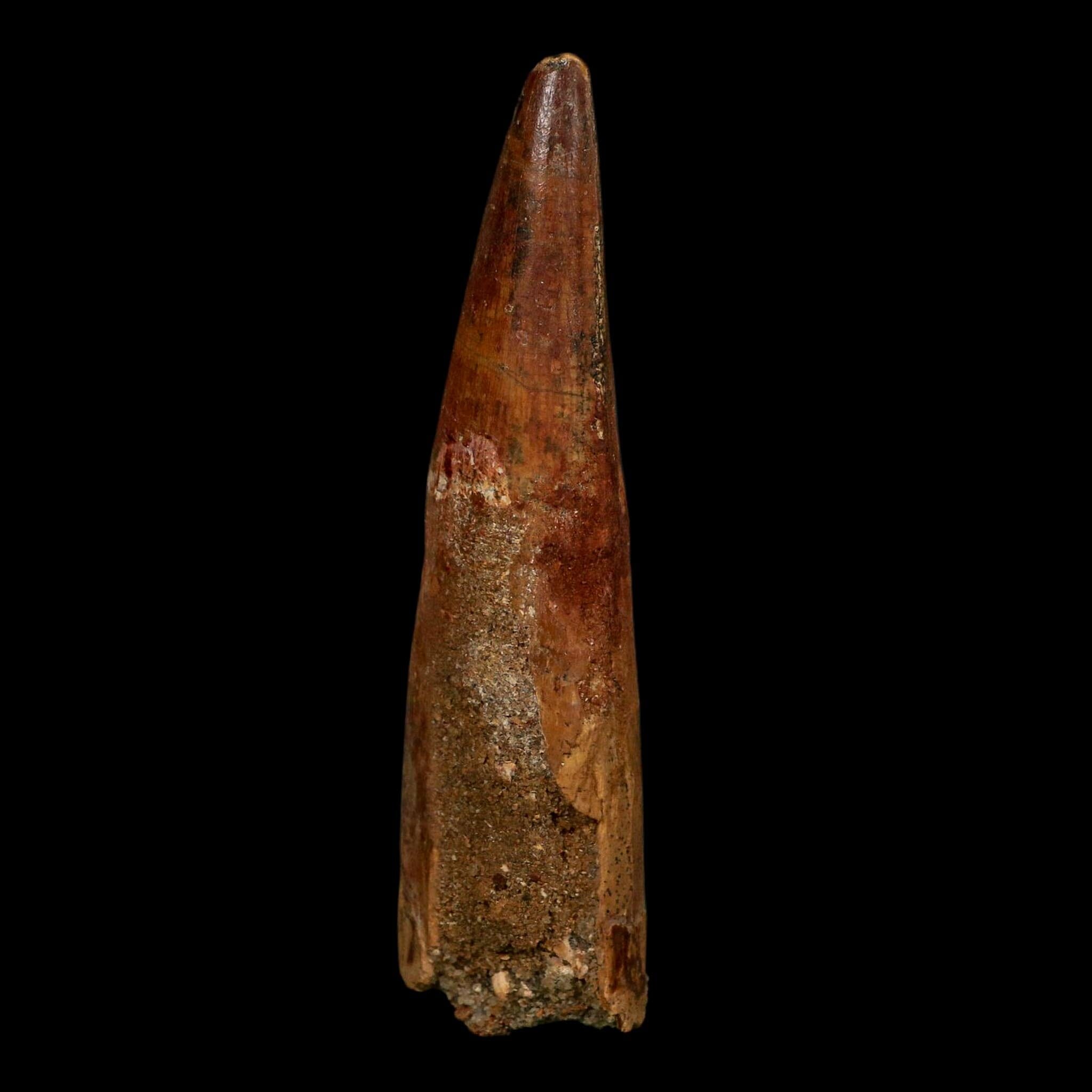 XL 3.3" Spinosaurus Fossil Tooth 100 Million Years Old Cretaceous Dinosaur COA