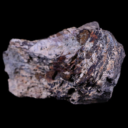 2.5" Tyrannosaurus Rex Fossil Bone Section Dinosaur Lance Creek FM Wyoming COA