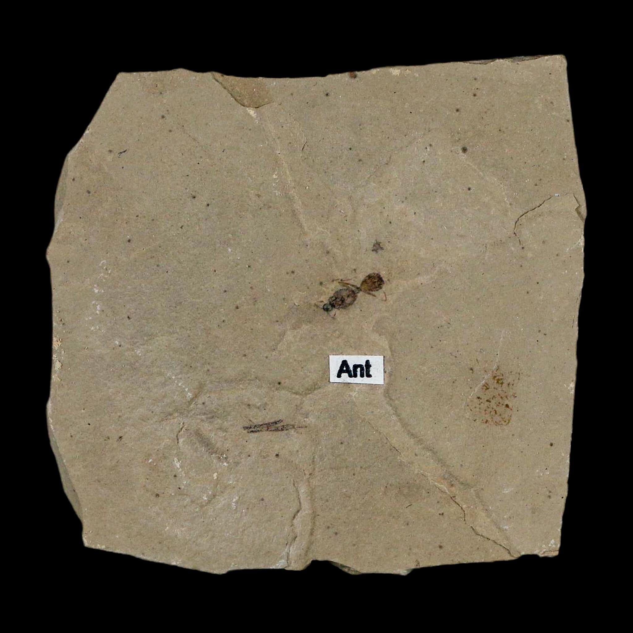 0.3" Fossil Ant Insect Green River Formation Uintah County Utah Eocene Age - Fossil Age Minerals