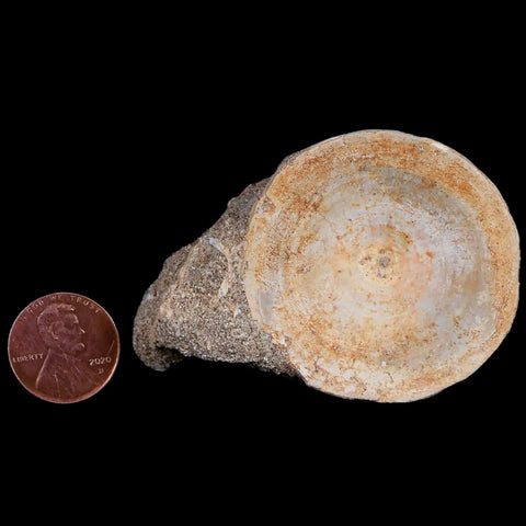 46MM Otodus Obliquus Shark Vertebrae Fossil Bone In Matrix Morocco COA - Fossil Age Minerals