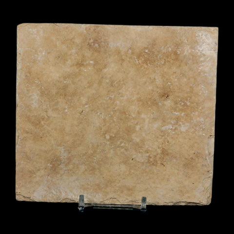 3.6" Knightia Eocaena Fossil Fish Green River FM Wyoming Eocene Age COA & Stand