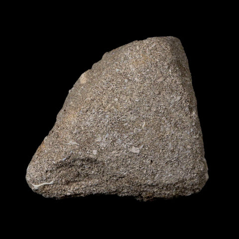 1.6" Mosasaur Prognathodon Fossil Tooth In Matrix Cretaceous Dinosaur Era COA - Fossil Age Minerals