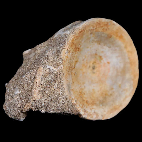 46MM Otodus Obliquus Shark Vertebrae Fossil Bone In Matrix Morocco COA - Fossil Age Minerals