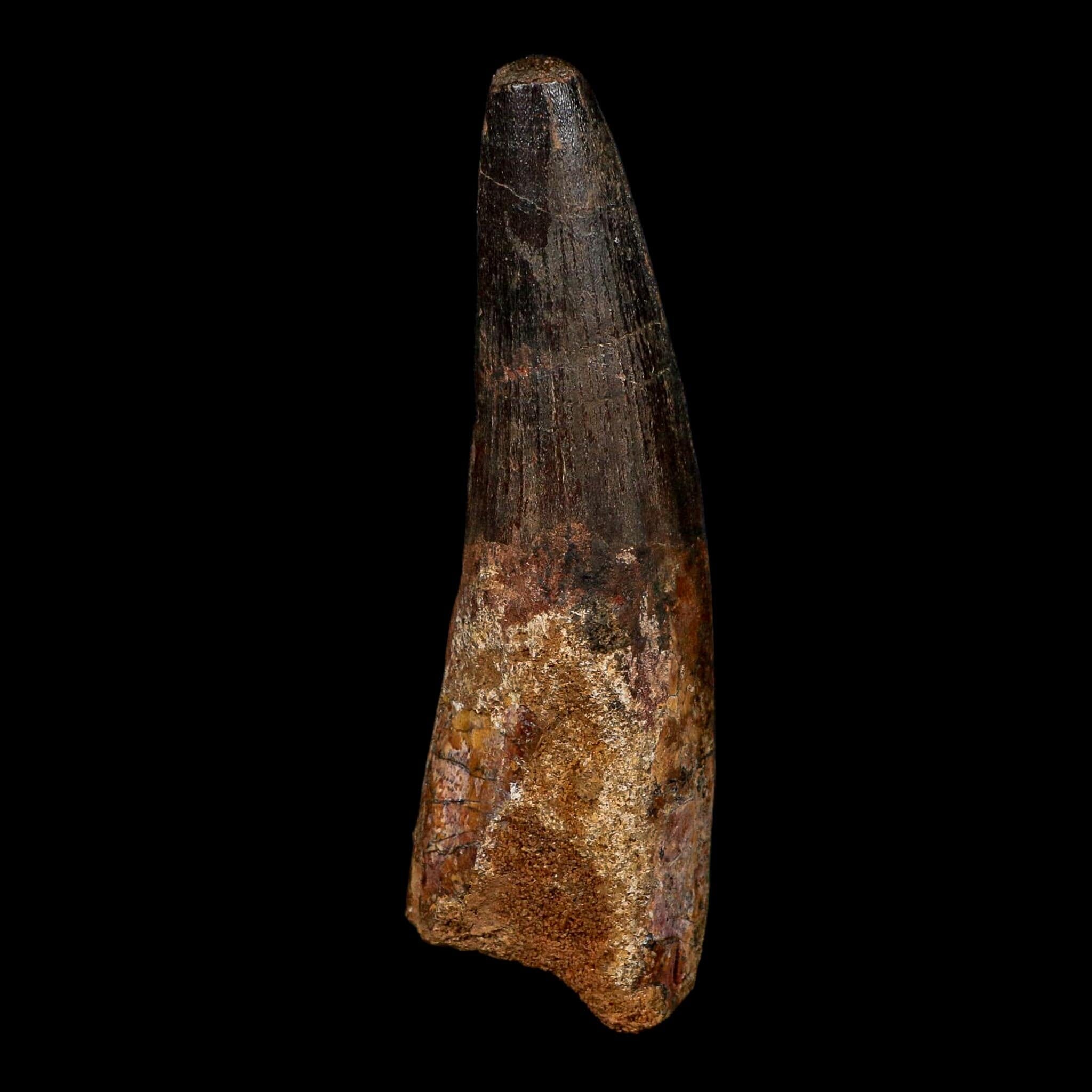 XL 3.9" Spinosaurus Fossil Tooth 100 Million Years Old Cretaceous Dinosaur COA