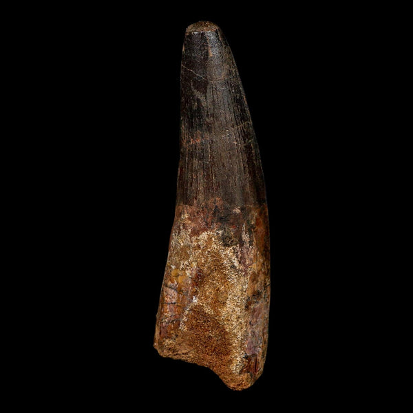 XL 3.9