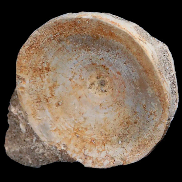 46MM Otodus Obliquus Shark Vertebrae Fossil Bone In Matrix Morocco COA