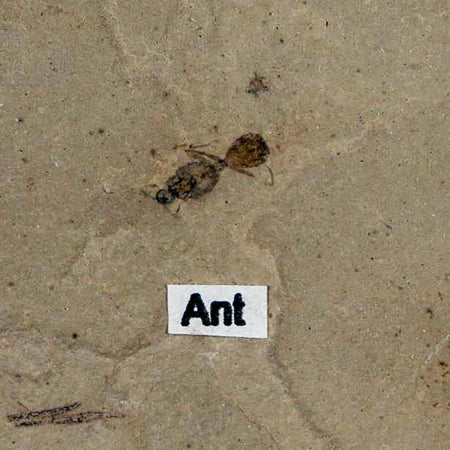 0.3" Fossil Ant Insect Green River Formation Uintah County Utah Eocene Age