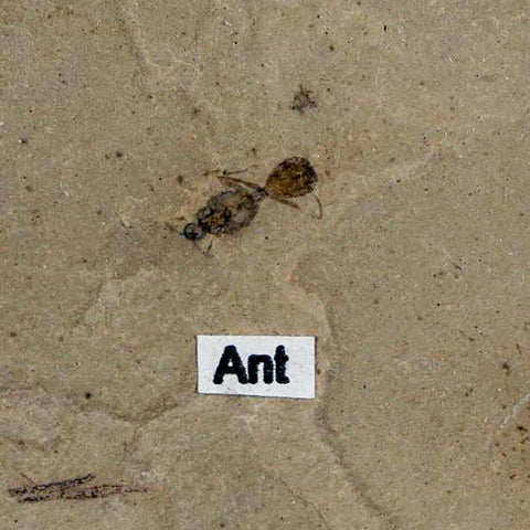 0.3" Fossil Ant Insect Green River Formation Uintah County Utah Eocene Age - Fossil Age Minerals
