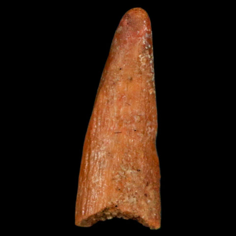 0.9" Pterosaur Coloborhynchus Fossil Tooth Upper Cretaceous Morocco COA, Display - Fossil Age Minerals