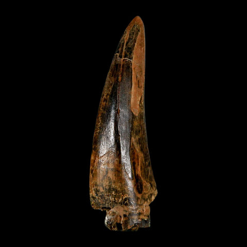 2.8" Tyrannosaurus Rex Fossil Tooth Lance Creek Cretaceous Dinosaur Wyoming COA - Fossil Age Minerals