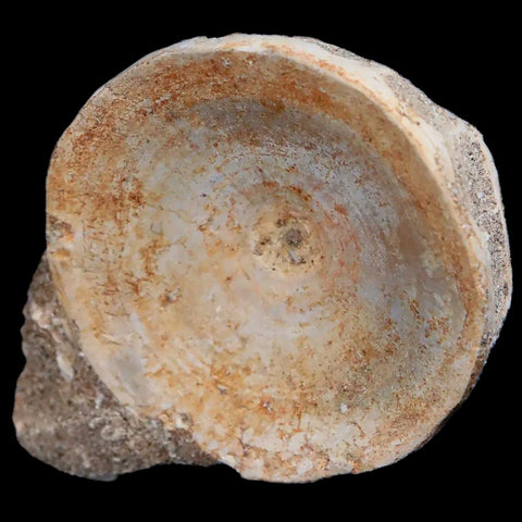 46MM Otodus Obliquus Shark Vertebrae Fossil Bone In Matrix Morocco COA - Fossil Age Minerals