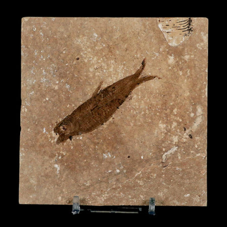 2.5" Knightia Eocaena Fossil Fish Green River FM Wyoming Eocene Age COA & Stand
