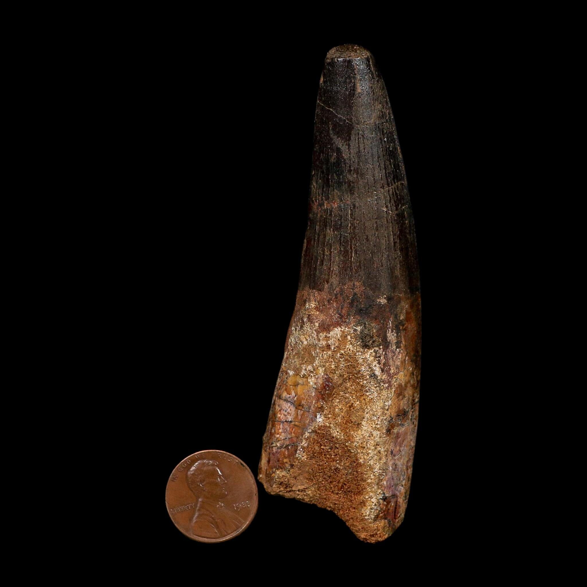 XL 3.9" Spinosaurus Fossil Tooth 100 Million Years Old Cretaceous Dinosaur COA