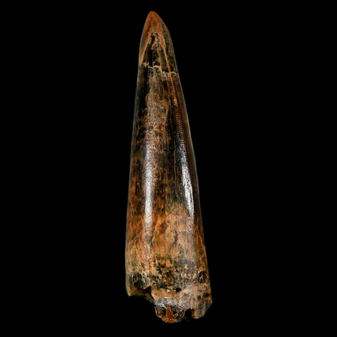 2.8" Tyrannosaurus Rex Fossil Tooth Lance Creek Cretaceous Dinosaur Wyoming COA - Fossil Age Minerals