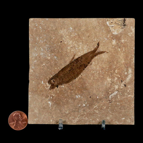 2.5" Knightia Eocaena Fossil Fish Green River FM Wyoming Eocene Age COA & Stand