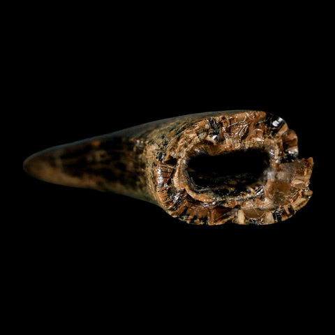 2.8" Tyrannosaurus Rex Fossil Tooth Lance Creek Cretaceous Dinosaur Wyoming COA - Fossil Age Minerals