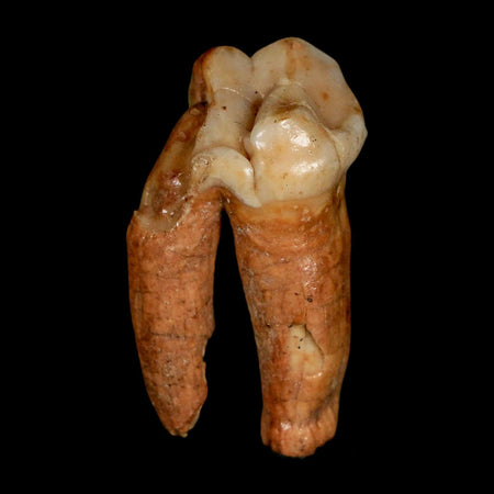 1.4" Extinct Cave Bear Ursus Spelaeus Pre-Molar Tooth Rooted Pleistocene Age COA
