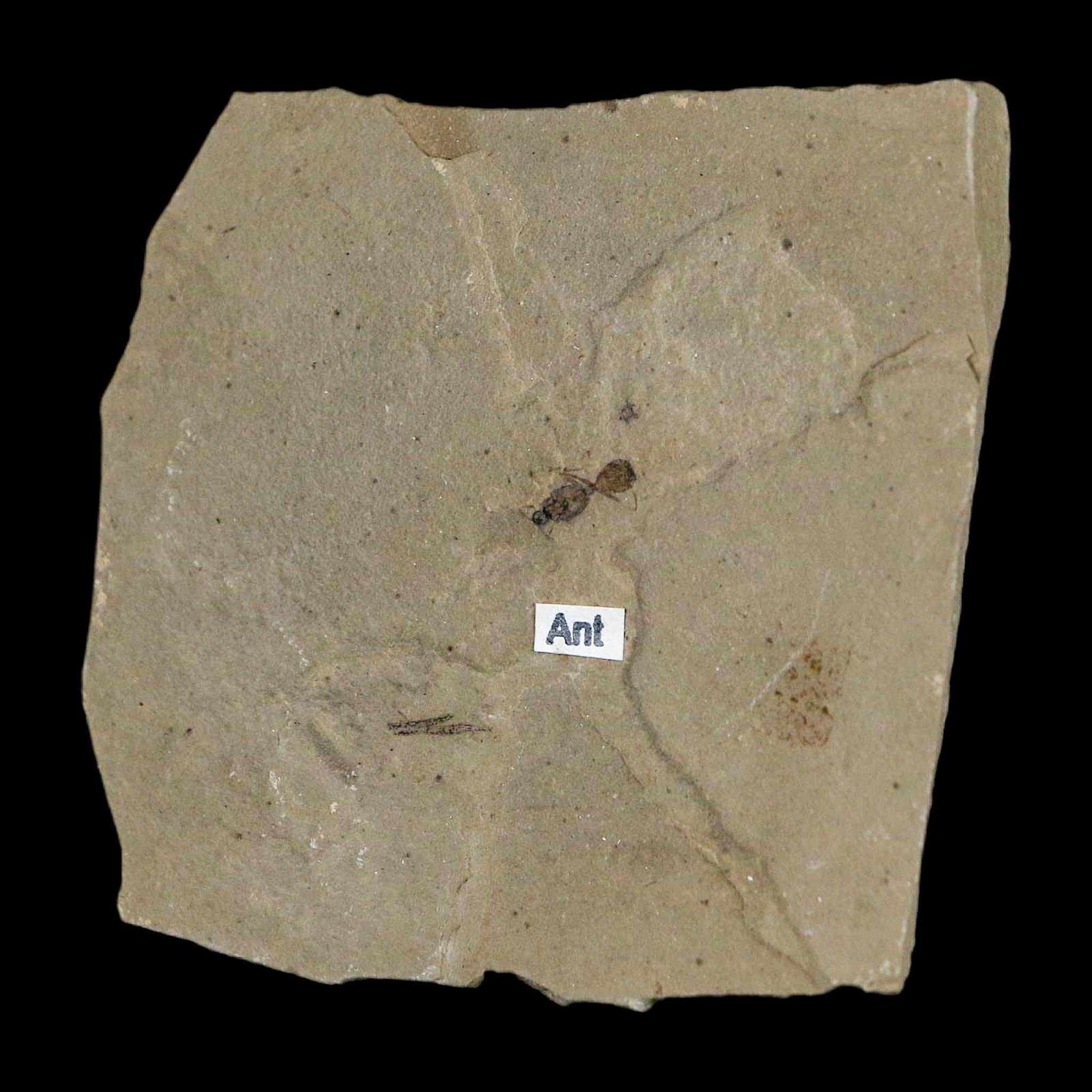 0.3" Fossil Ant Insect Green River Formation Uintah County Utah Eocene Age - Fossil Age Minerals