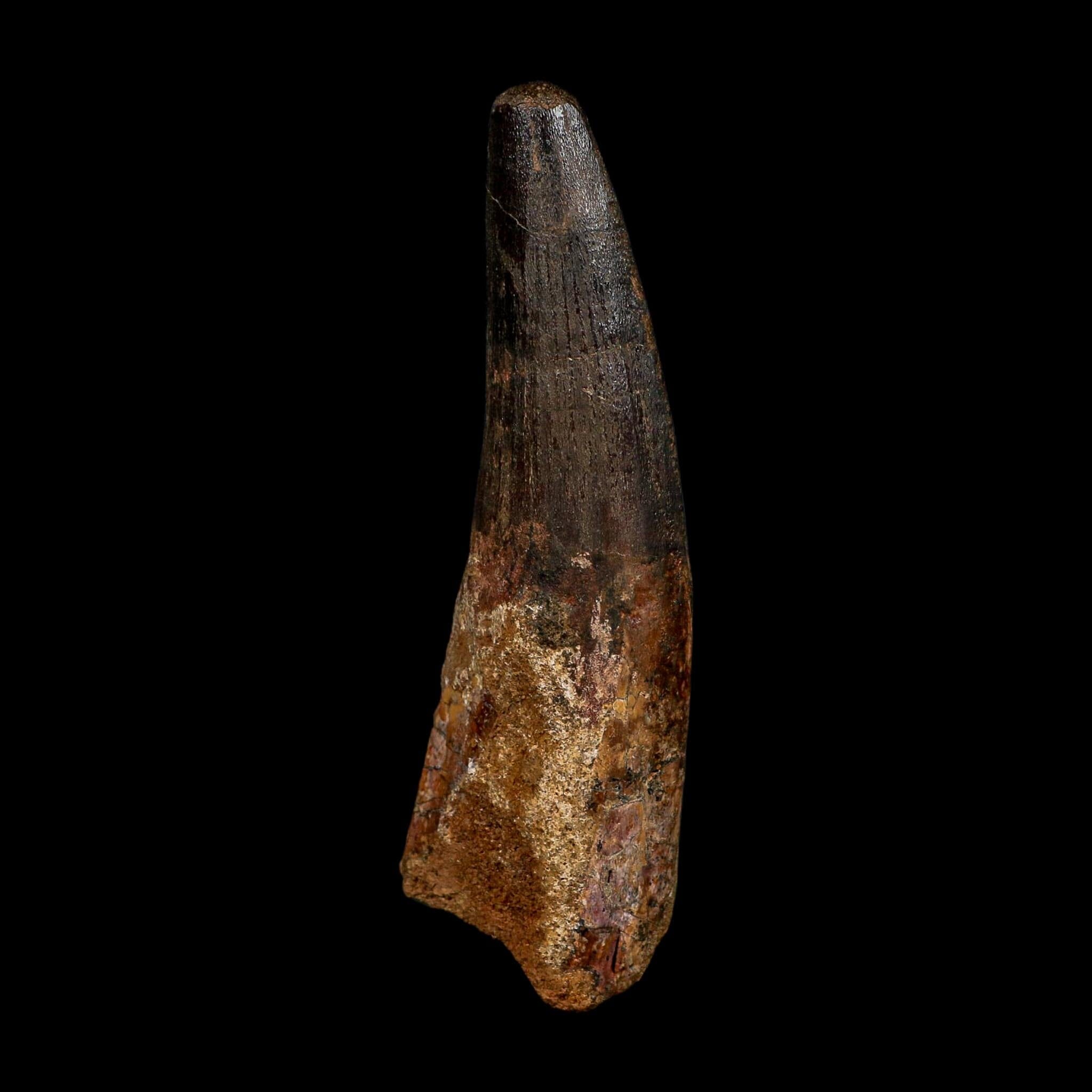XL 3.9" Spinosaurus Fossil Tooth 100 Million Years Old Cretaceous Dinosaur COA