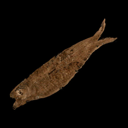 2.5" Knightia Eocaena Fossil Fish Green River FM Wyoming Eocene Age COA & Stand