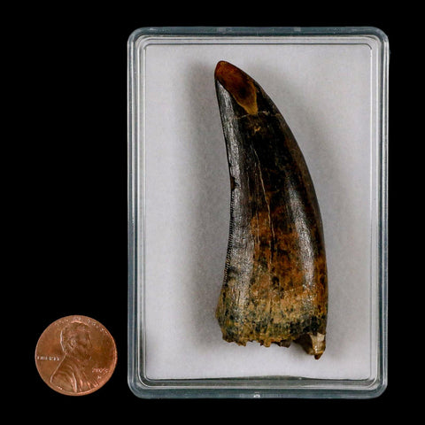 2.8" Tyrannosaurus Rex Fossil Tooth Lance Creek Cretaceous Dinosaur Wyoming COA - Fossil Age Minerals