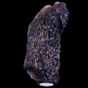 3.1" Tyrannosaurus Rex Fossil Bone Marrow Dinosaur Lance Creek FM Wyoming COA