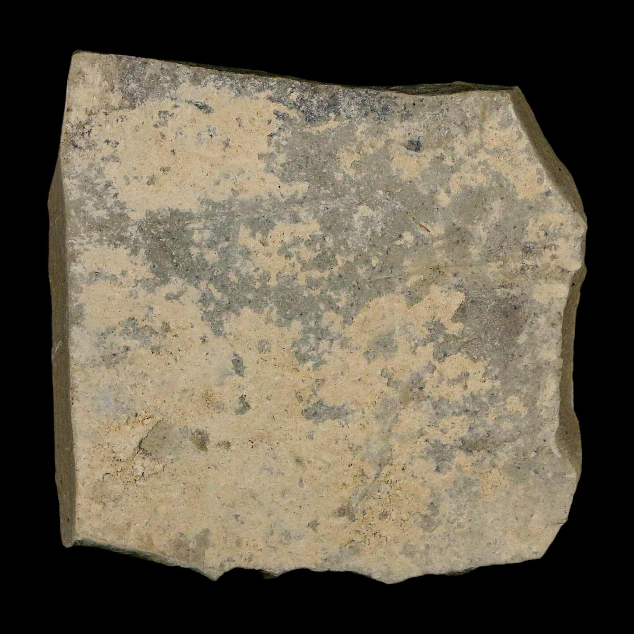 0.3" Fossil Ant Insect Green River Formation Uintah County Utah Eocene Age - Fossil Age Minerals