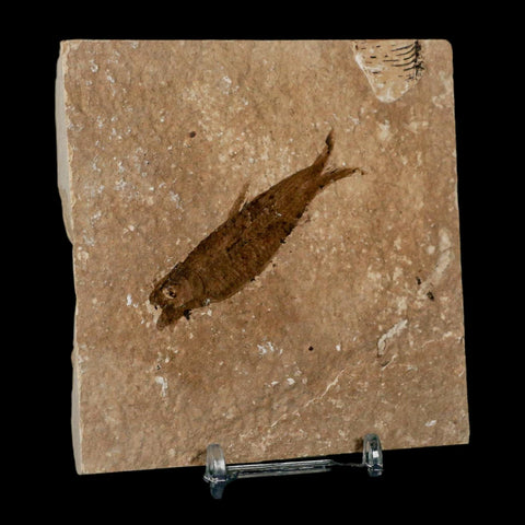 2.5" Knightia Eocaena Fossil Fish Green River FM Wyoming Eocene Age COA & Stand