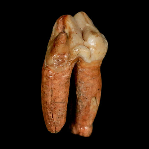 1.4" Extinct Cave Bear Ursus Spelaeus Pre-Molar Tooth Rooted Pleistocene Age COA