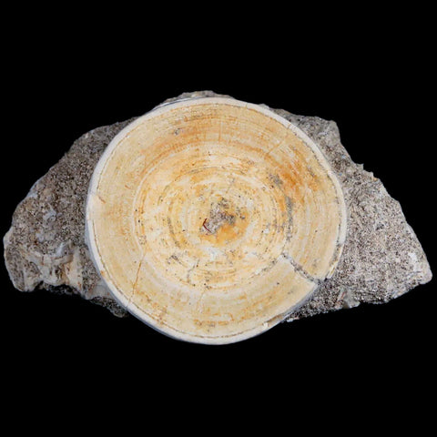 44MM Otodus Obliquus Shark Vertebrae Fossil Bone In Matrix Morocco COA - Fossil Age Minerals
