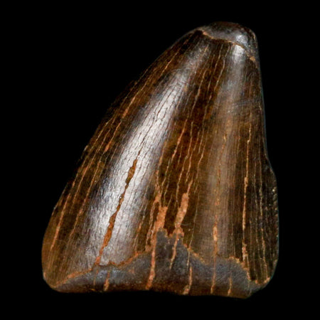 0.8" Tyrannosaurus Rex Fossil Tooth Tip Lance Creek Cretaceous Dinosaur WY COA